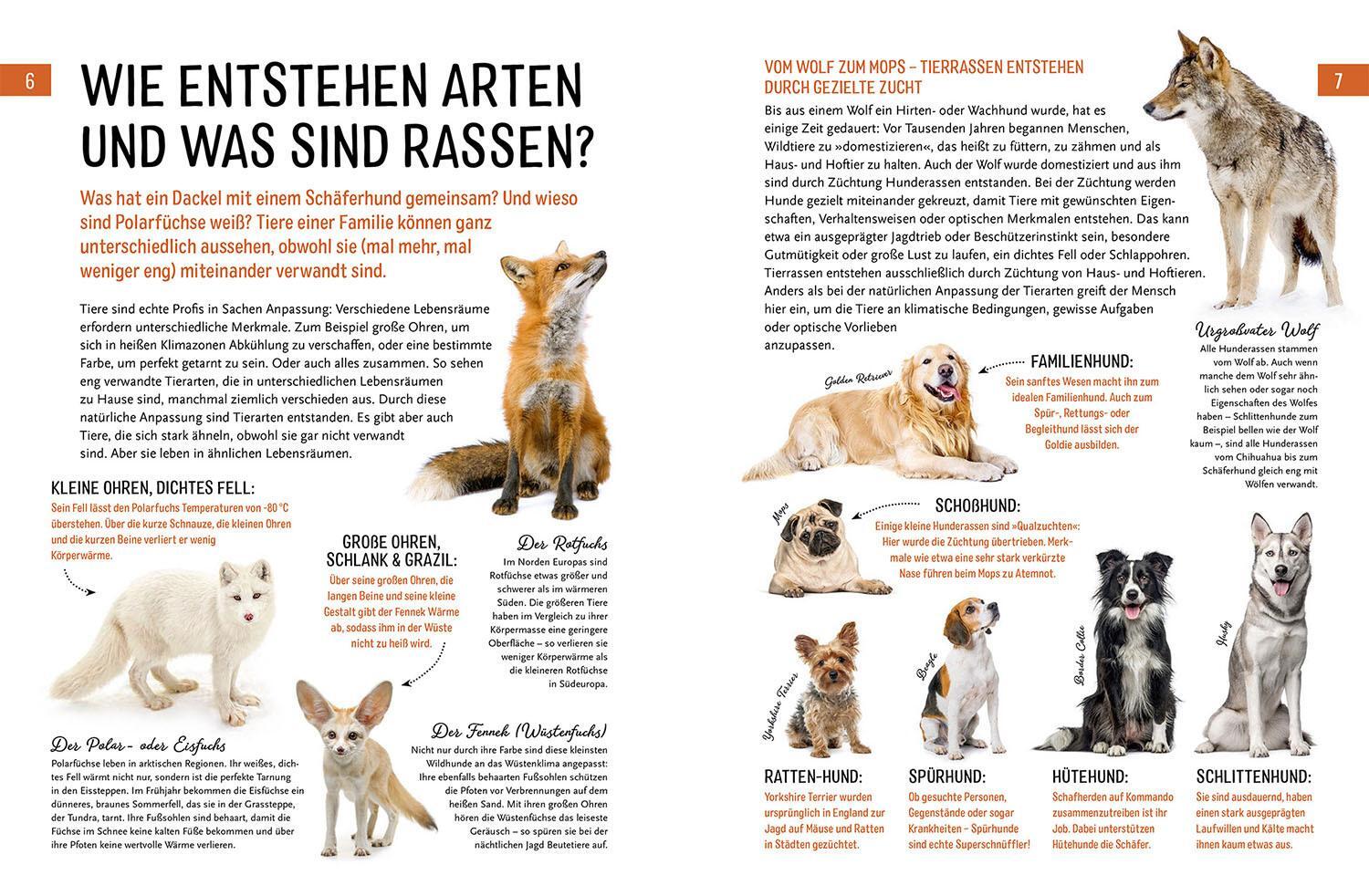 Thumbnail - Jule Ambach Heimische Tiere Und Ihre Wilden Verwandten 9783440172629