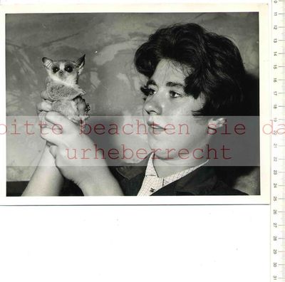 ORIGINAL PRESSEFOTO: CHESTER ZOO: JOEY  BUSH BABY WIDE EYED LOOKING for JOAN W.
