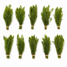 10 Pack Hornwort Bunches Live Freshwater Aquarium Plant