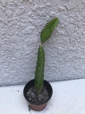 WELL ROOTED Dragon Fruit Plant Cactus White Flesh Pitahaya