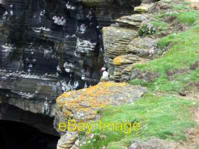 Stack Rocks Puffins Photo 6x4 Puffins on the cliffs at Lawrence's Piece Loch of the Stack ...