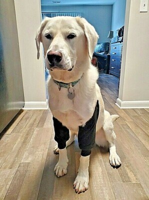 Dog Elbow Skin Tag On Dogs Leg Dog Leg Dog Has Skin Tag On Lip Hanging