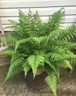 5 Lady Ferns Bare Roots, Fern Live Plants, Fern Plant Live for Garden Outdoors