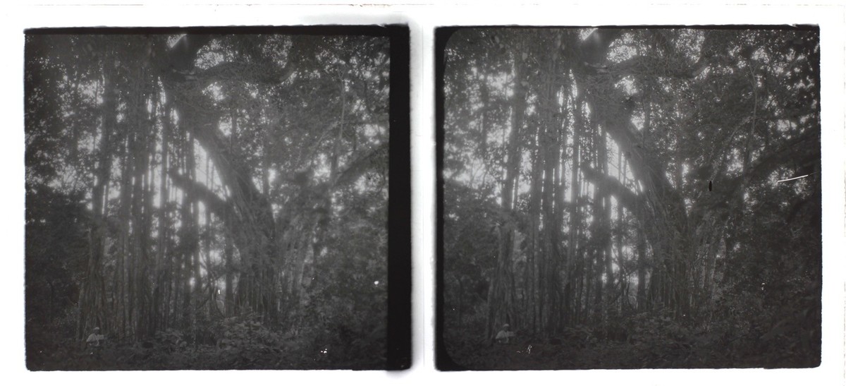 le tronc d'un arbre dans la forêt Photo | Adobe