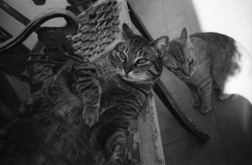 Pentax Espio 738G - Fotocamera 35mm analogica - Photo 13/15