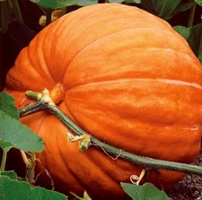 BIG MAX PUMPKIN SEEDS NON~GMO Giant Garden Fruit Squash Vine Plant 1-200+ LBS