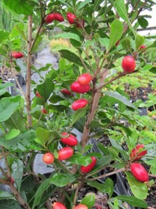 On Backorder Miracle Fruit Tree Plant 1 Gallon 608887462227 Ebay
