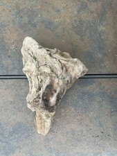 Natural Driftwood for Plants Terrarium Taxidermy Art Projects