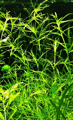20+ Guppy Grass(najas Guadalupensis