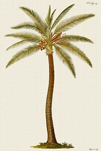 Palm Tree Chart