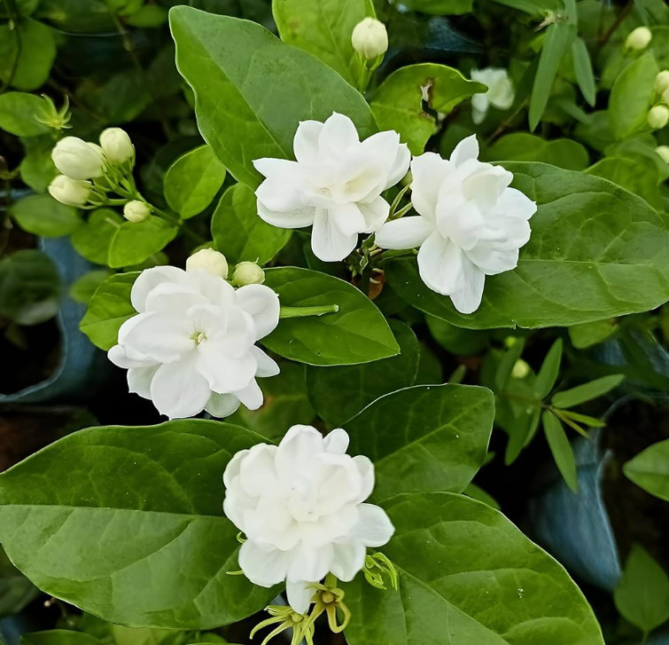 Maid of Orleans Jasmine Starter Plant - 3-6" Tall - Fragrant Arabian Jasmine