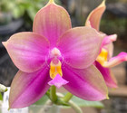 Original Orchid Phal Phalaenopsis Ld Bellina Kingfisher x Mituo Love-Fragrant