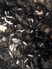 50 Temperate White Springtails Culture On Charcoal Bioactive Habitat Cleaners