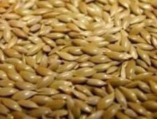  Plain Canary Seed (COMPLETE CANARY FOOD)1-5kg