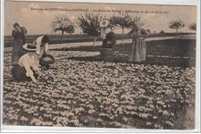 Environs de PITHIVIERS EN GATINAIS: the saffron harvest - saffron maker and
