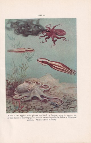 1934 OCTOPUS Print - Sea Life - Octopus Wall Art - 9.15 x 6 Inches