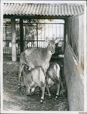 1955 African Antelopes Rome Animals Zoo Hazard Ky Vintage Photo 7X9