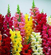 Antirrhinum mixed colours floral showers snapdragon dwarf plant 12 x 8cm pots