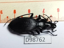 D98762-insects Carabidae from Vietnam North