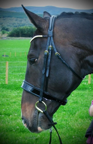FSS GOLDKRISTALL Patent VERGOLDET Komfort GEPOLSTERT JÄGER Jagd FLACH Cavesson Trense - Bild 4 von 7