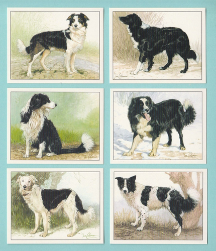 DOGS - BORDER COLLIES - SET OF L6 CARDS - IMP. PUBLISHING LTD. - 1999 - Picture 1 of 2