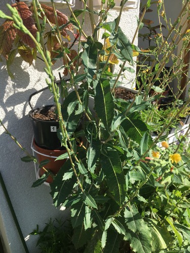 Giftlattich (Lactuca virosa) 200 Samen | auch Wilder Lattich genannt - Bild 5 von 7