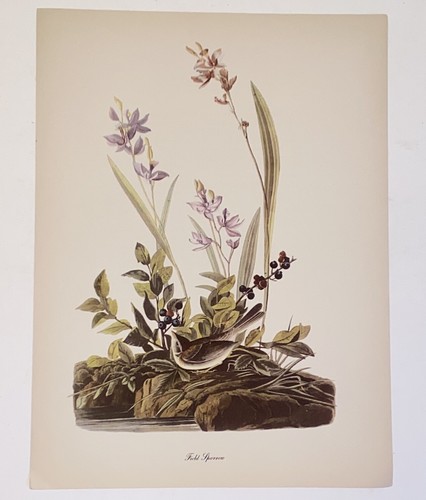 Vintage Audubon John James Birds of America Field Sparrow Lithograph Art Print