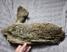 Rare Giant Edmontosaurus Hadrosaur Fossil Jaw Dinosaur Bone Lance Fm Wyoming 