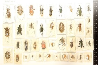 2605040. Mixed Cerambycidae from Malaysia. Lamiinae Callichromatini Glenea