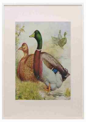 Ludlow JW Wrights Rouen Enten A3 A4 gerahmter Druck Bild