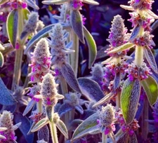 Lamb's Ear Byzantina- 100+ Seeds - Made in USA, Ships from Iowa - (Stachys Byzan