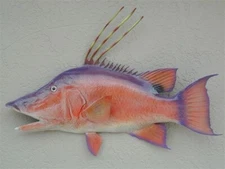 Hog Fish Replica 28 Inch Half Mount Call 352-457-9030