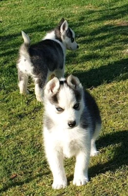labrador husky purebred