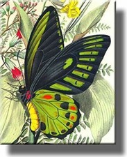 Butterfly on a Leaf Picture on Stretched Canvas, Wall Art D cor, Ready to Hang