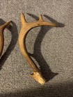 Whitetail deer antlers 9 inches seven points — photo 5