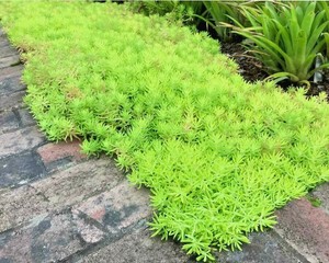 Sedum Gold Mound Very Hardy Drought Tolerant Groundcover Flower Garden Plant Ebay
