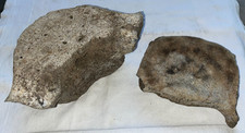 2 Whale Vertebrae's Fossils Found among Megalodon Teeth in South Carolina Rivers