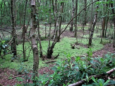 Foto 12x8 Sphagnum Betten in Brede High Woods Sedlescombe Diese Betten von sph c2009