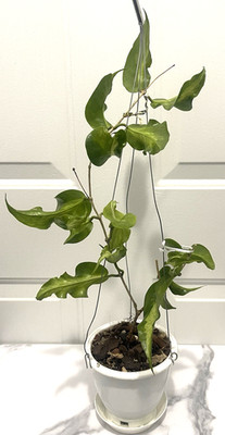 Mature Hoya Kenejiana Variegated Over 2 years in This pot - Free 72 Hr Heat Pack
