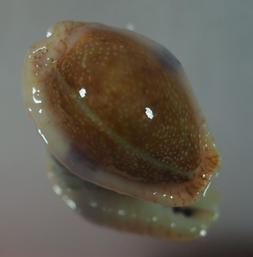CYPRAEA EROSA TOP - Imagen 2 de 3
