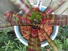 Neoregelia DYNAMIC FORCE Bromeliad one tropical plant MEDIUM 