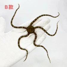 Natural Marine Specimen Brittle Star Coral Reef Collection Display