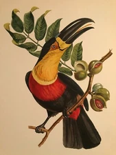 Descourtilz "Ariel Toucan" Vintage Limited Edition Lithograph  1960 