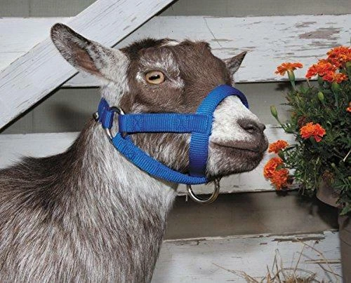 Weberleder Vieh Ziegenhalfter blau, groß - Bild 2 von 2