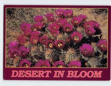 Postcard Hedgehog Cactus Desert in Bloom