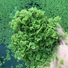 150+ Azolla filiculoides-Fairy Moss-Duckweed Free-Live Aquarium Plant