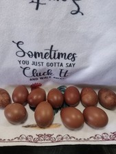 10 French black copper marans hatching eggs