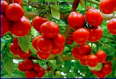 Candy Apple Tomato Seeds | eBay