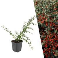 Zwergmispel Pflanzen 6 StüCk - Bodendecker Winterhart - Cotoneaster Suecicus