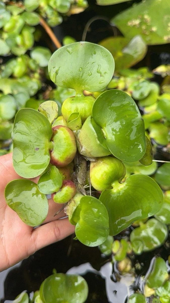 凤眼蓝水草| eBay